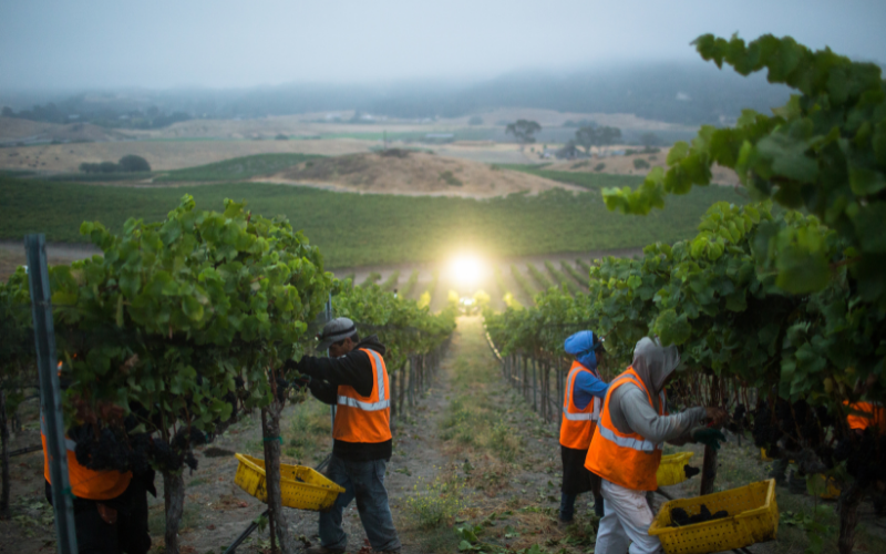 Night Harvest Lighting & SWEEP Grants
