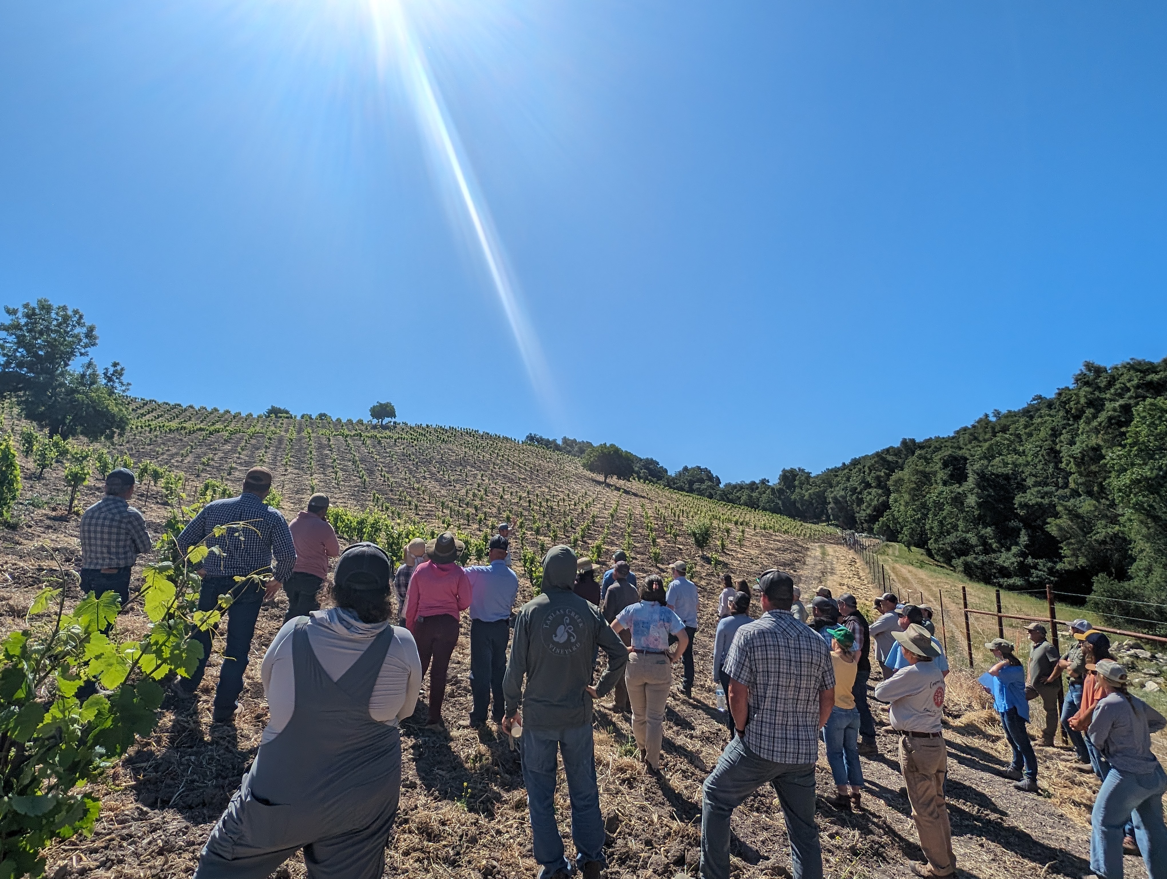Vineyard Team Tailgate